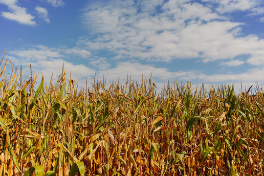 Field with ripe corn and blue sky