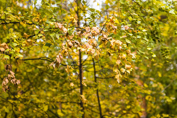 Fototapeta premium Fall. Autumnal Park. Autumn Trees and Leaves