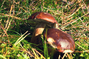 Two boletus in grass