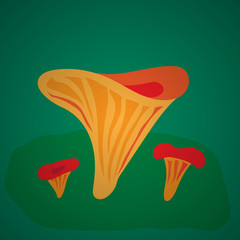 Vector illustration with mushrooms chanterelle on white background. Fresh organic food