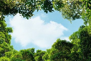 Green Leaves of Tree Frame the sky