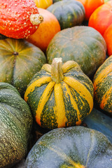 Diverse assortment of pumpkins. Autumn harvest.