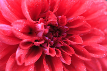 Macro of a red dahlia