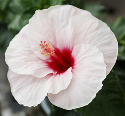 hibiscus flower