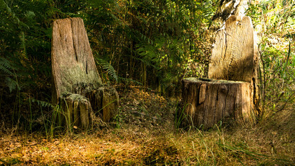 Rastplatz aus Baumstümpfen im Wald