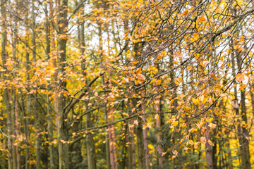 Obraz premium Spadek. Jesienny Park. Jesienne drzewa i liście