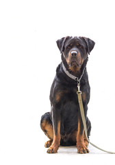 Rottweiler dog on chain isolated on white background