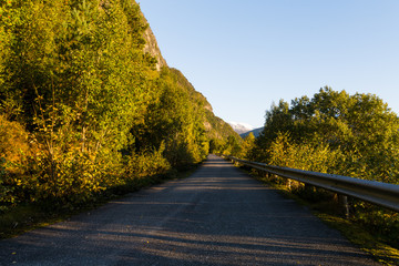 Road surrounded by trees