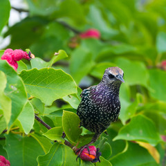 Cute female Eurasian Blackbird, Juvenile Common Blackbird (Turdus Merula)