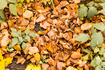 Autumn leaves fallen