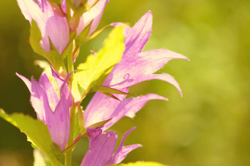 Bellflower. Blue purple bellflower with creamy bokeh background. Campanula latifolia. Bright sunny day.