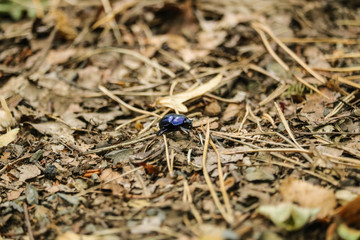 Mistkäfer bzw. Tintenkäfer