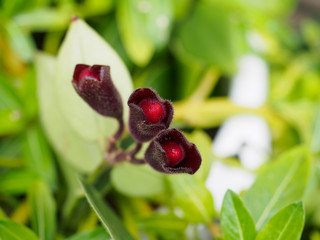 Close-up Pasque Flower - Pulsatilla pratensis