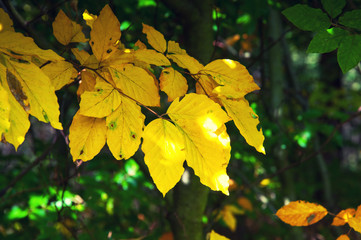 Yellow leaves in early autumn
