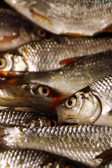 Freshly caught river fishes of various killifish species