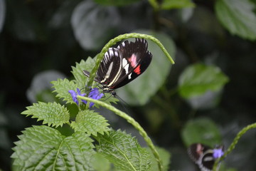 Schmetterling
