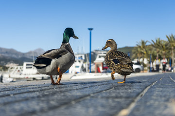 Ducks couple