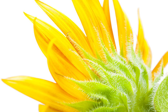Macro of  sunflower over isolate white background. - HELIANTHUS annuus isolated on white background with clipping path