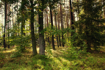 Deciduous forest in early autumn