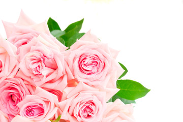 Pink blooming fres roses isolated on white background