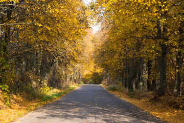 Obraz premium Road in the autumn forest