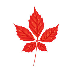 Autumn Parthenocissus foliage. Creative vector illustration in cartoon style. Red leaf with water drops. Design element