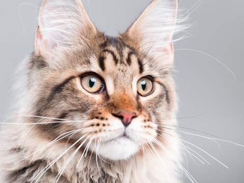Portrait of domestic black tabby Maine Coon kitten - 5 months old. Extreme close-up studio shot beautiful kitty - focus on eyes. Cute young curious cat on grey background. 