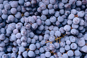 Red wine grape. Dark grapes background. Isabella grape. Blue grapes. Grape vine.