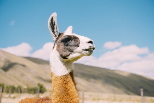 Peru, Huaraz, portrait of a llama