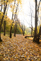 Obraz premium Autumn forest