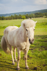 Fototapeta premium White pony on farm