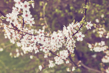 Spring apple blossom