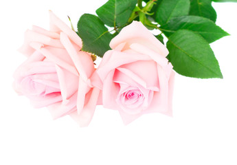 Two pink blooming rose bud isolated on white background