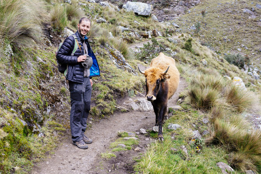 Peru, Cordillera Blanca, Huaraz, Huascaran National Park, hiker on a mountain path with a cow