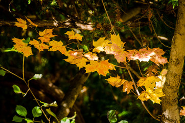 autumn foliage