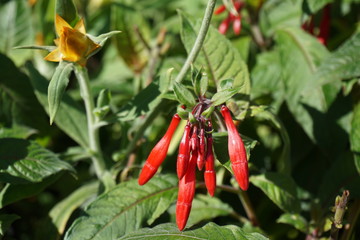 Flowers from Powis castle in Wales