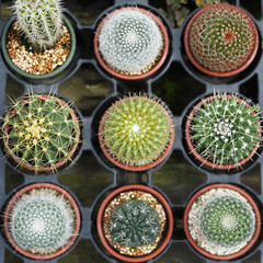 cactus on mini pots
