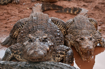 Two alligator, one with an open mouth, Cuba