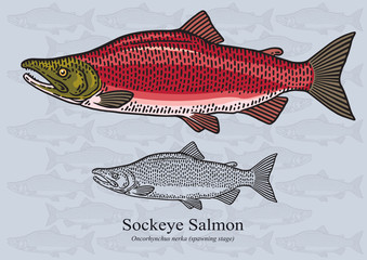 Sockeye salmon (Spawning stage). Vector illustration for artwork in small sizes. Suitable for graphic and packaging design, educational examples, web, etc.