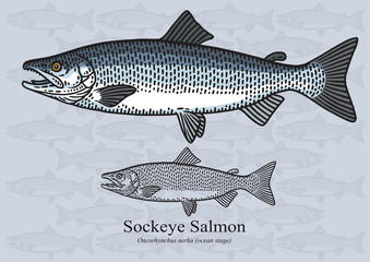 Sockeye salmon (Ocean stage). Vector illustration for artwork in small sizes. Suitable for graphic and packaging design, educational examples, web, etc.