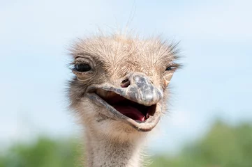 Fotobehang Struisvogel lacht © Елена Никишина