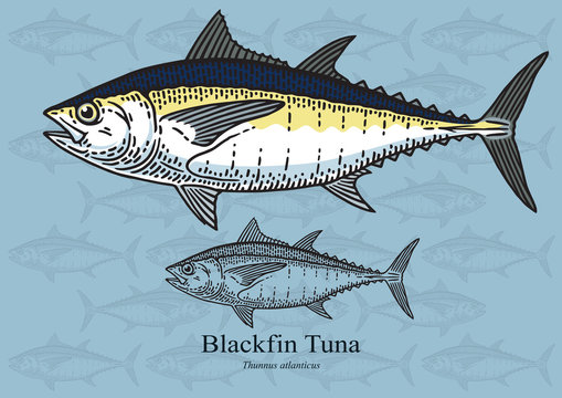 Blackfin tuna. Vector illustration for artwork in small sizes. Suitable for graphic and packaging design, educational examples, web, etc.