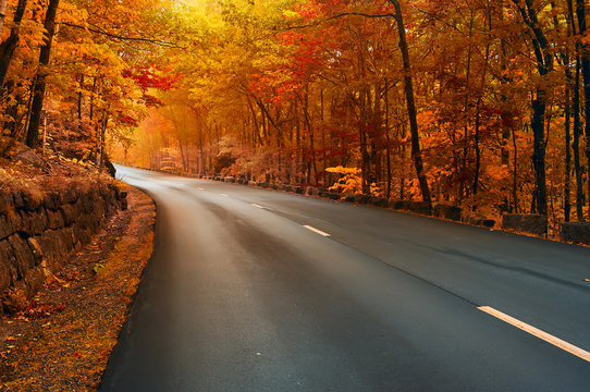 Fototapeta Road in the autumn. Asphalting of the road, turn to yellow, orange autumn forest. Beautiful autumn in the national park. USA. Maine. Acadia Park.  