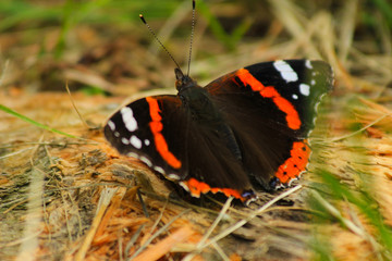 Fototapeta na wymiar Butterfly Farfalla