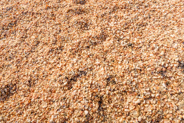 Sea shells beach at sunny day. Summer background. Top view
