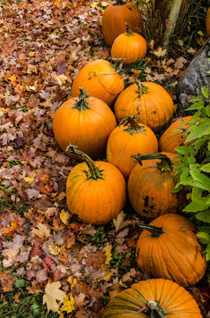 Pile of bright orange pumpkins on colorful autumn leaves 