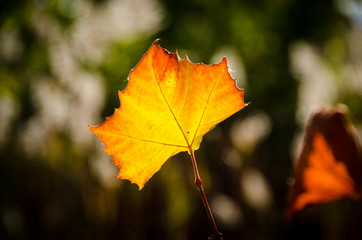 dingle red and yellow leaf against blurred background