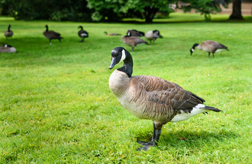 Duck in city park at sunny day on a green juicy grass