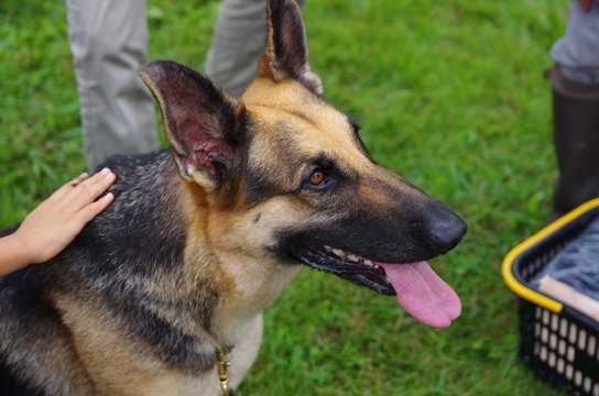 人に撫でられるシェパード犬