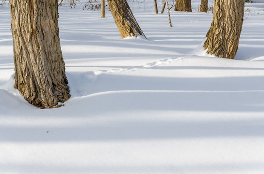 tree trunks casting shadows on snow